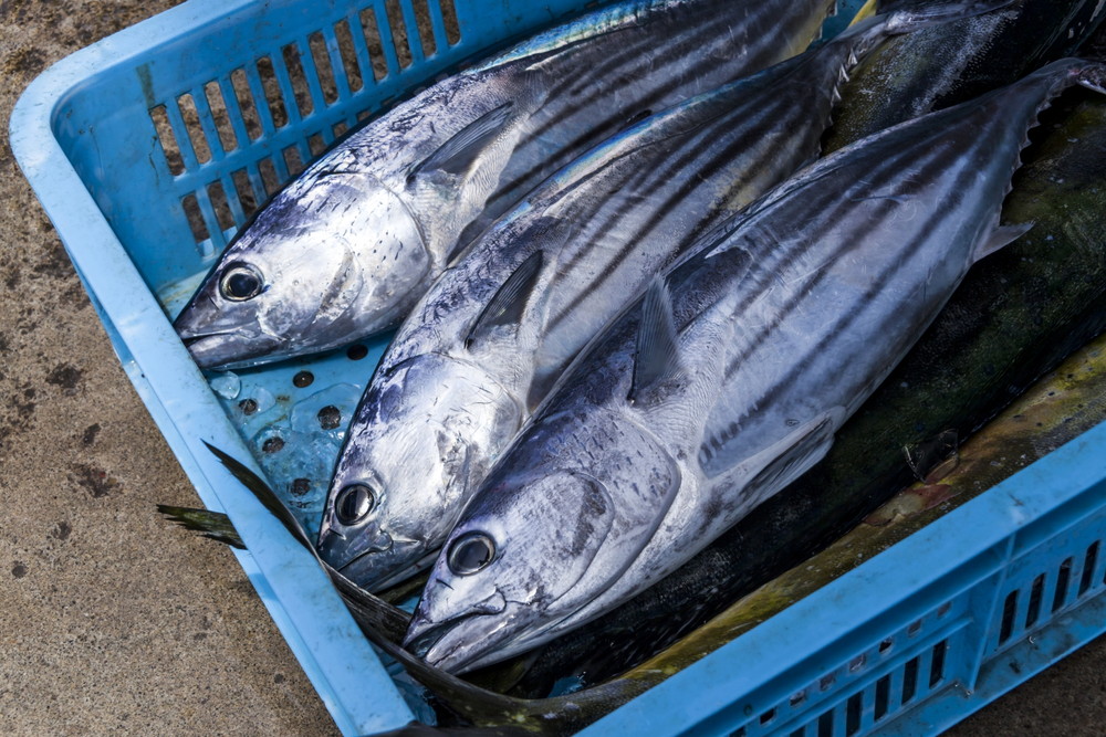 地魚(前浜直送)